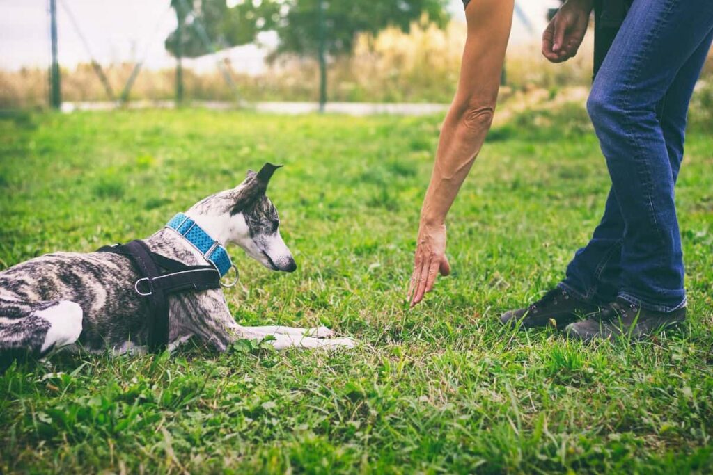 animal training center in Syracuse
