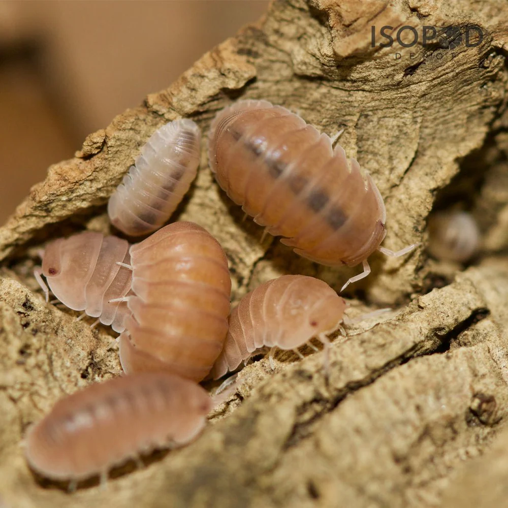 Murina papaya isopods
