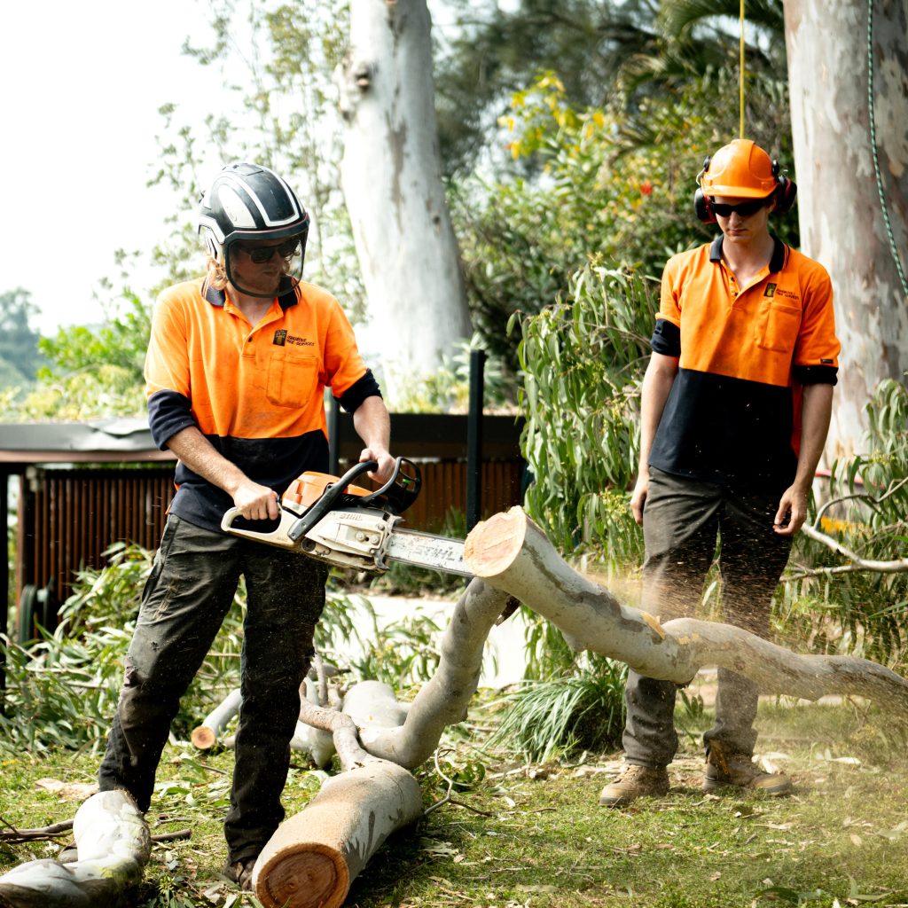 Tree Surgery Services