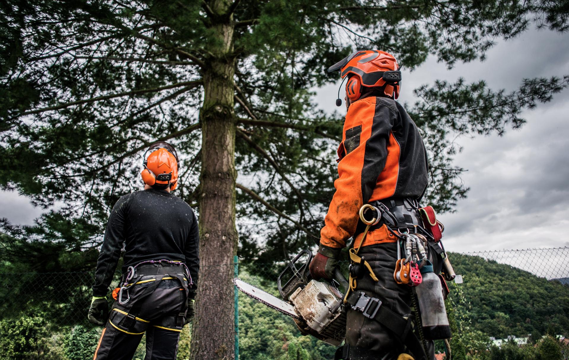 Professional Tree Care